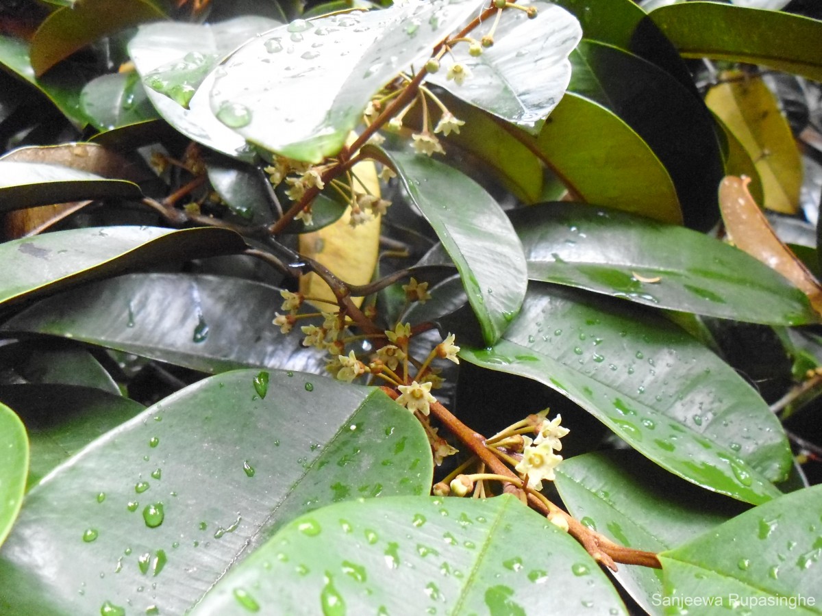 Chrysophyllum oliviforme L.